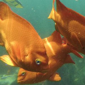 Dive with orange fish.