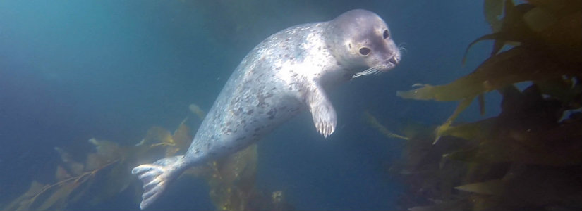 La Jolla kelp diving photo.