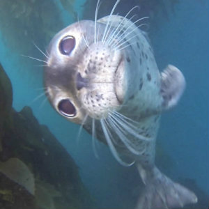 La Jolla scuba with seals.