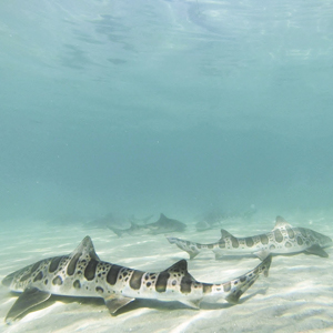 Snorkeling with sharks.